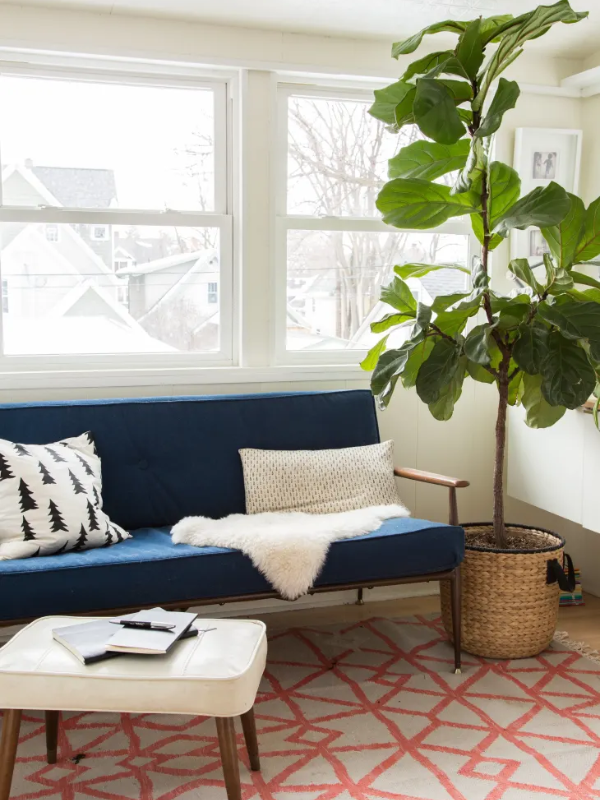 دکوراسیون داخلی و گیاه در نشیمن